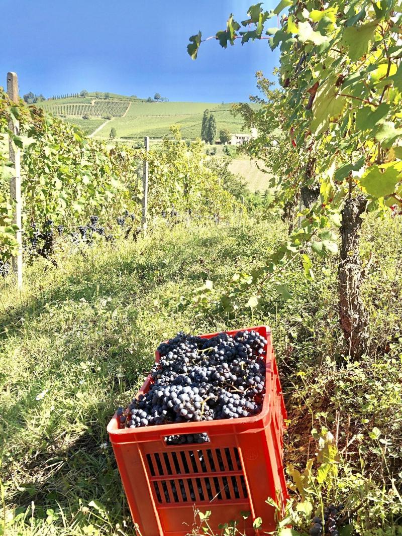 Cascina Bellonuovo - Agriturismo - Oda