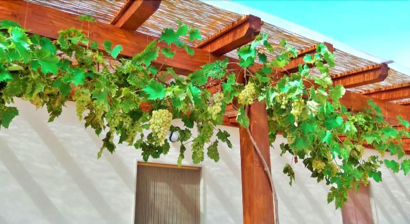 Red Rose B&B - Teras