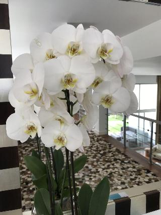 Cascais Casa Laranja Guesthouse fotoÄŸrafÄ±