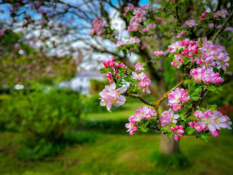 Cedar House Boutique B&B - Genel