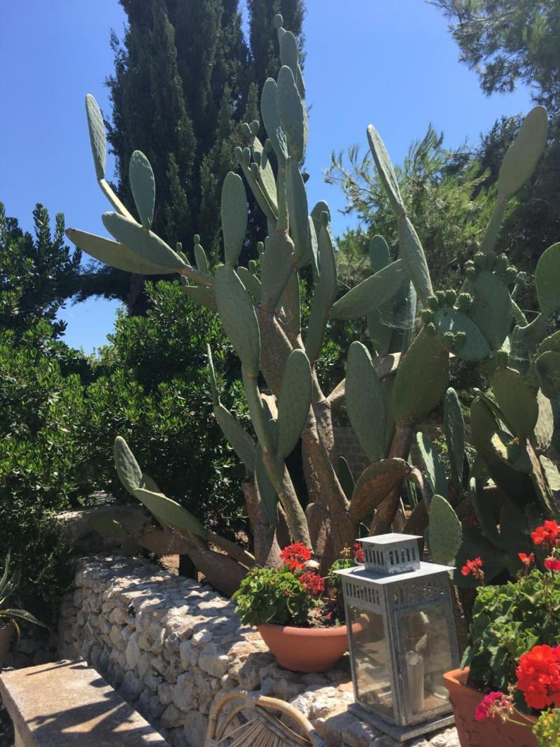 Corte dei Salentini Bed & Breakfast - Genel
