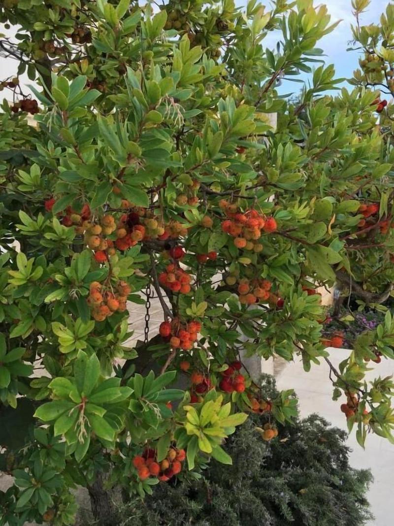 Corte dei Salentini Bed & Breakfast - Genel