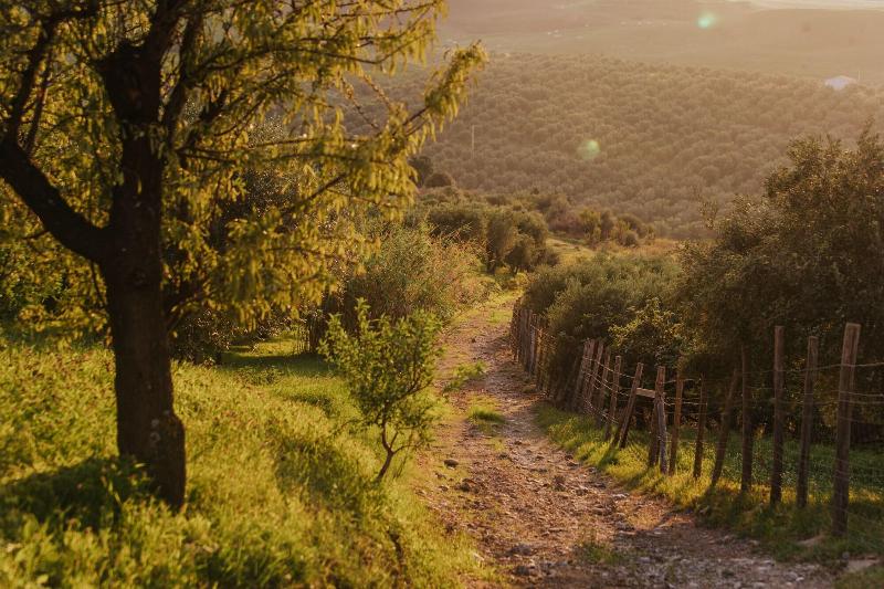 Terre Di Himera - Oda