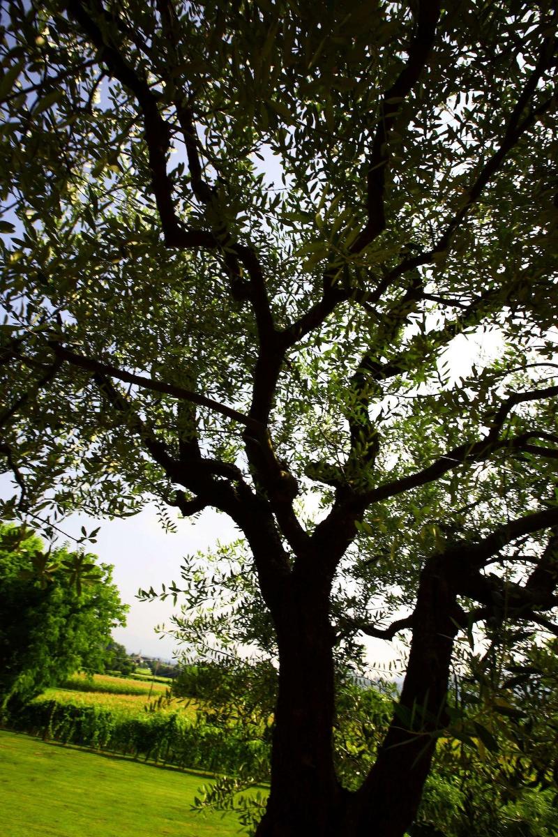 Country House Barone d'Asolo - Genel
