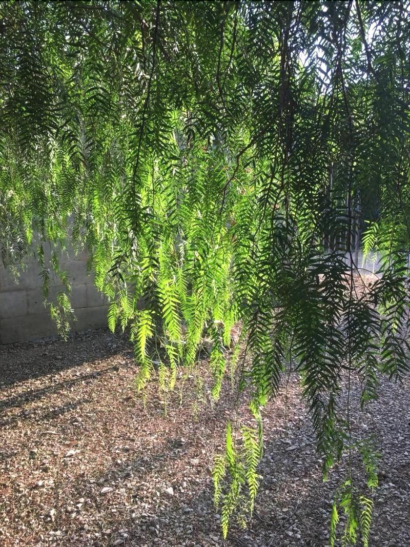 Masseria Li Reni - Genel
