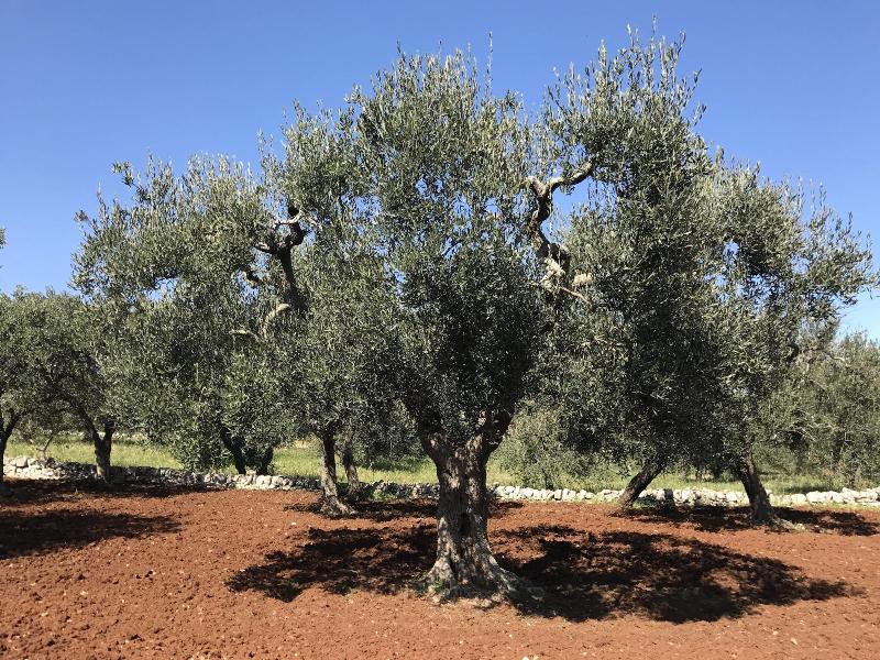 Trullo Monte Olimpo 5 - Aktivite
