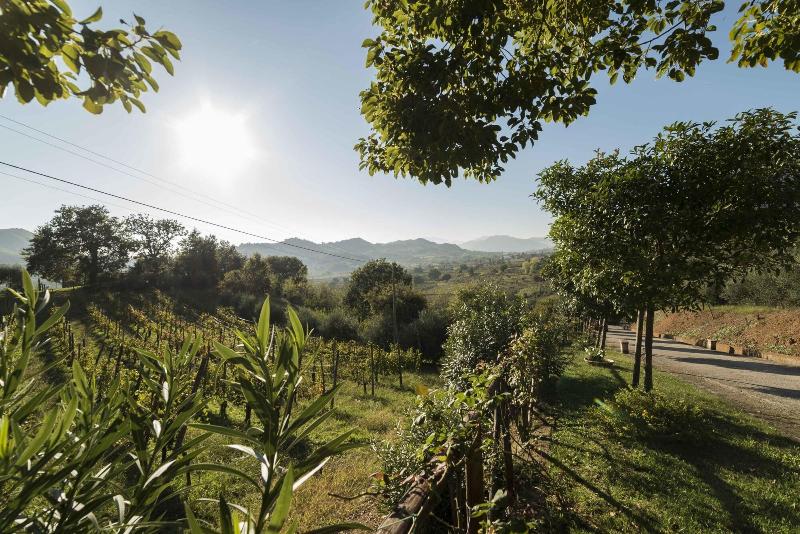 Tenuta D'Amore - Genel