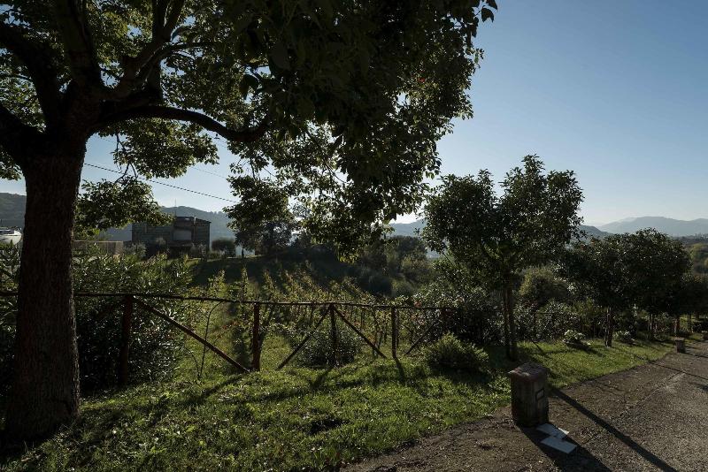Tenuta D'Amore - Genel