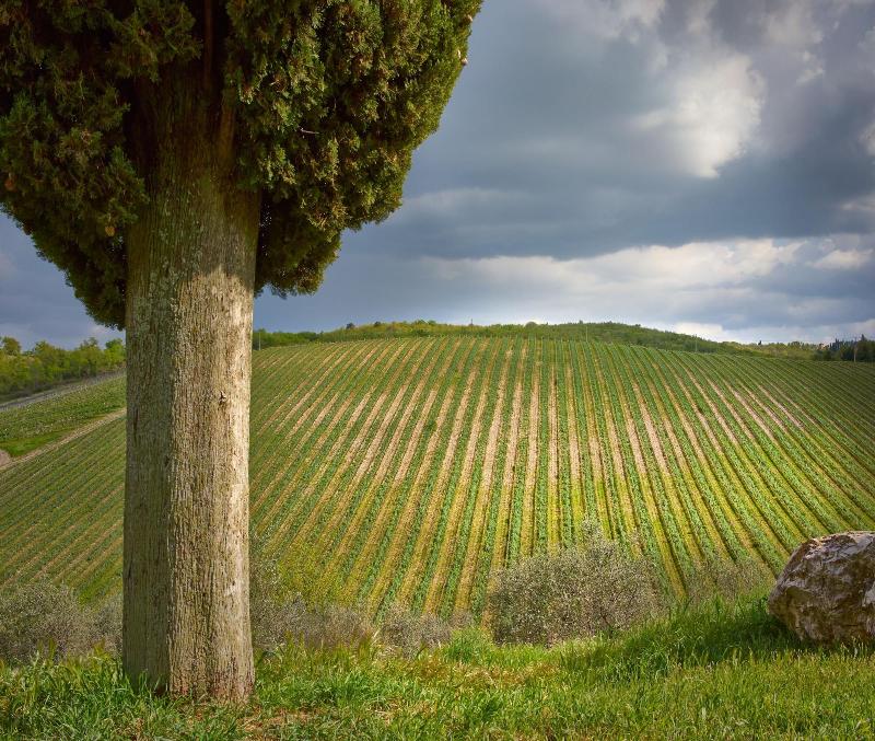 Querceto Di Castellina - Genel