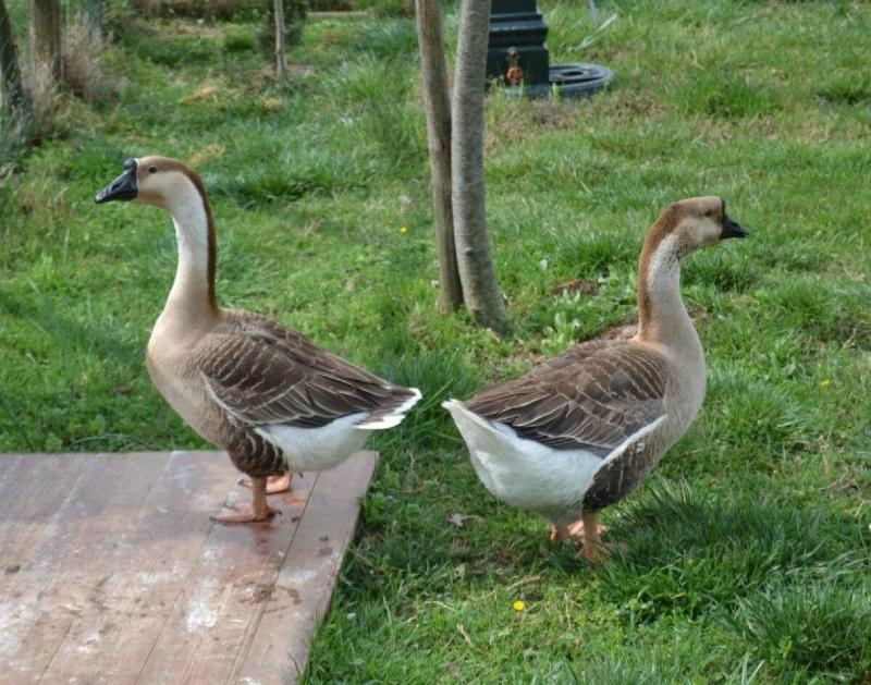 Al Giardino Degli Etruschi - Genel