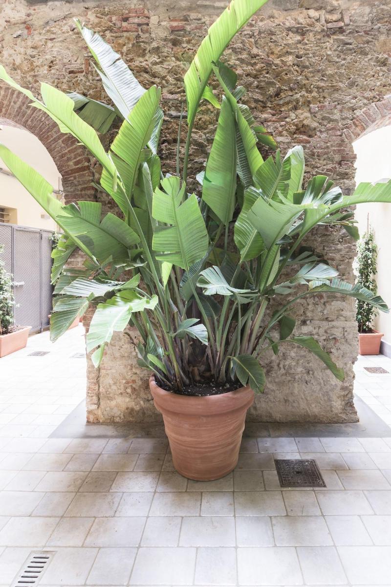 Agave in città - Genel