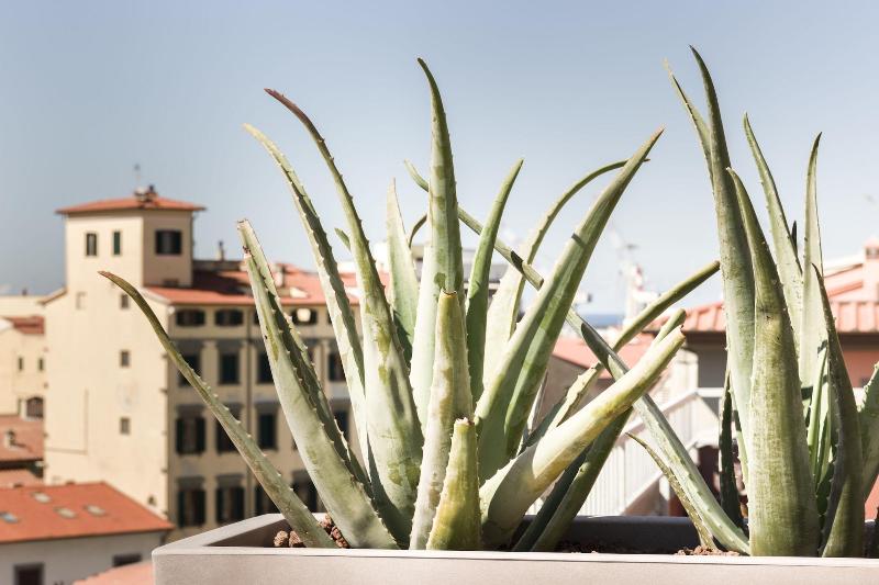 Agave in città - Oda