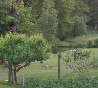 Pension & Gasthaus Kattenstieg fotoÄŸrafÄ±