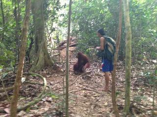Indra Valley Inn Bukit Lawang fotoÄŸrafÄ±