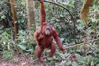 Indra Valley Inn Bukit Lawang fotoÄŸrafÄ±
