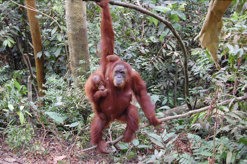 Indra Valley Inn Bukit Lawang - Genel
