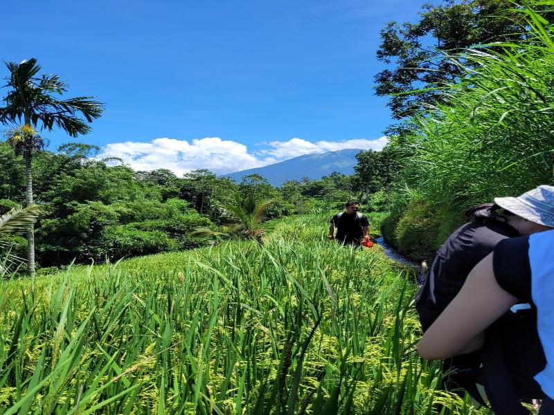 Les Rizieres Lombok - Aktivite