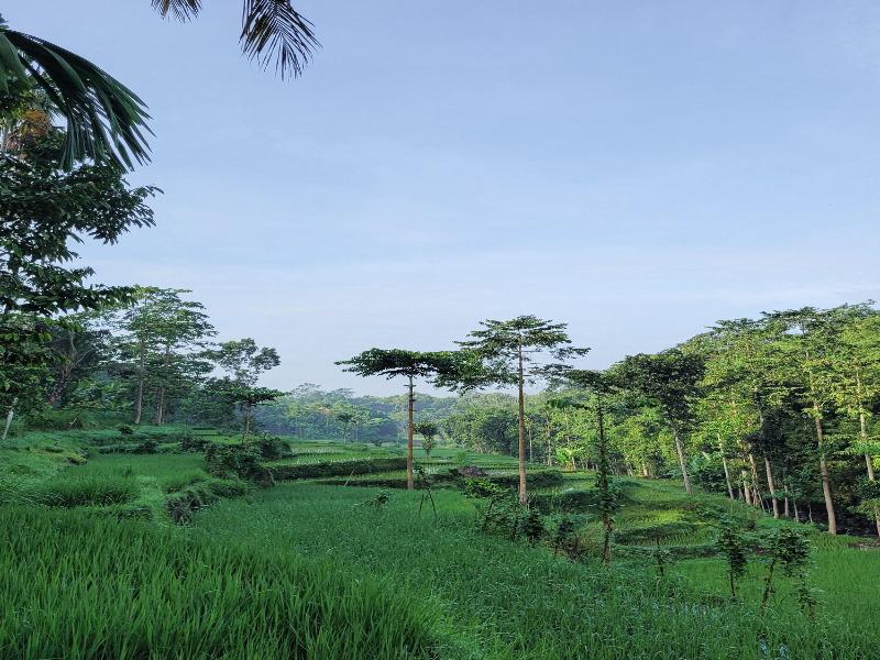 Les Rizieres Lombok - Aktivite