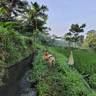 Les Rizieres Lombok fotoÄŸrafÄ±