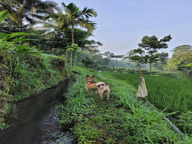 Les Rizieres Lombok - Aktivite