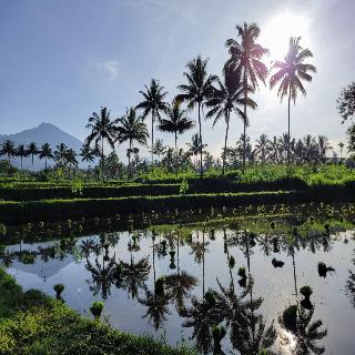 Les Rizieres Lombok fotoÄŸrafÄ±