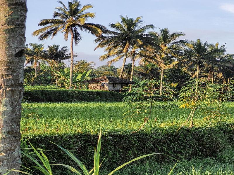 Les Rizieres Lombok - Genel