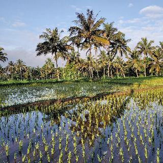 Les Rizieres Lombok fotoÄŸrafÄ±