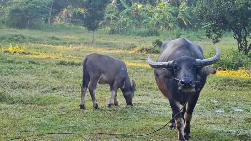 Natural Park Resort De Wangthong - Aktivite
