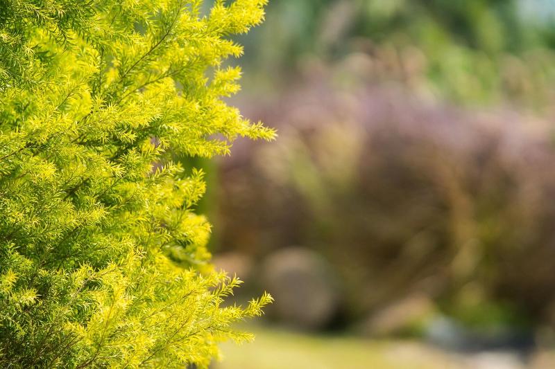 The Natural Garden - Khao Soi Dao - - Genel