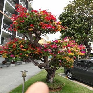 Taweesuk Residence fotoÄŸrafÄ±