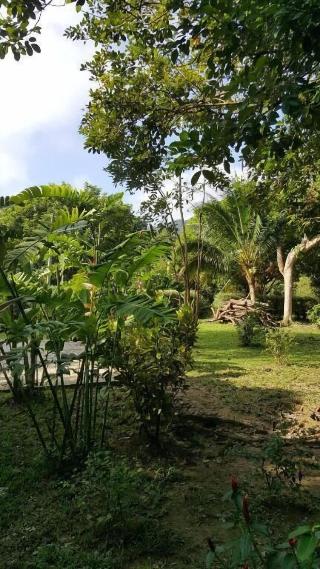 The Royal Bamboo Lodge fotoÄŸrafÄ±