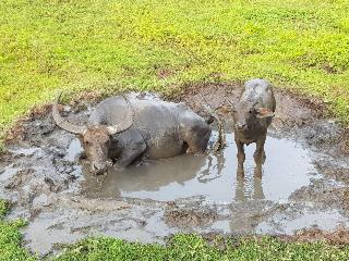 Bann Anattaya Koh Yao Noi fotoÄŸrafÄ±