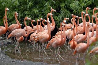 Van der Valk Hotel Avifauna fotoÄŸrafÄ±