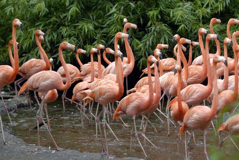 Van der Valk Hotel Avifauna - Genel