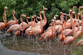 Van der Valk Hotel Avifauna fotoÄŸrafÄ±