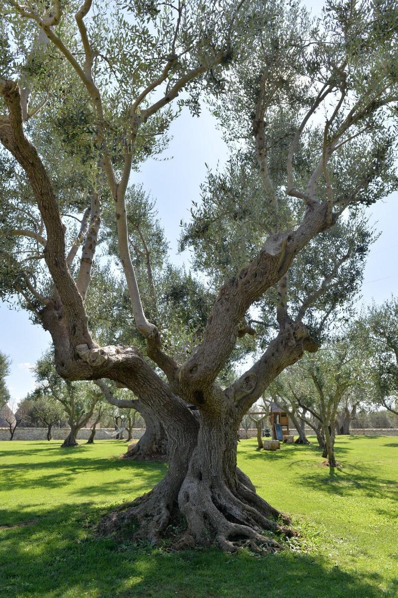 I Trulli Del Nonno Michele - Genel