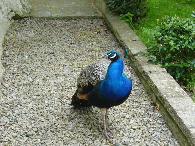 Toadhall Rooms - Genel