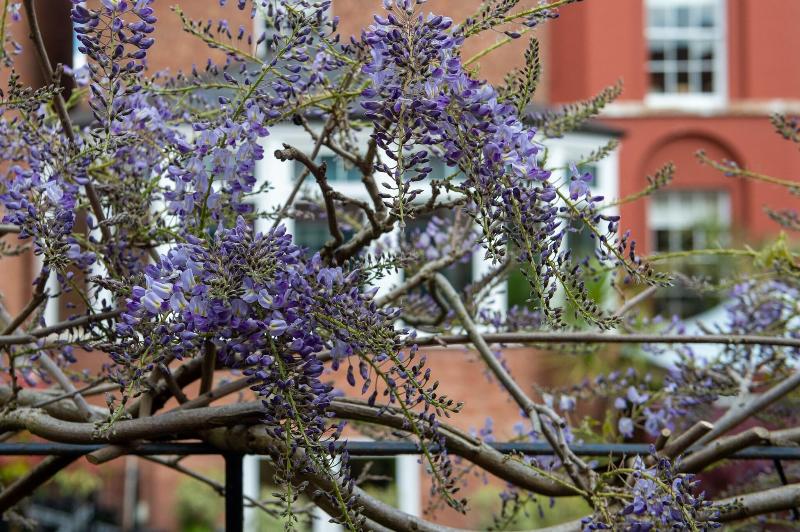 Darwin's Townhouse - Teras