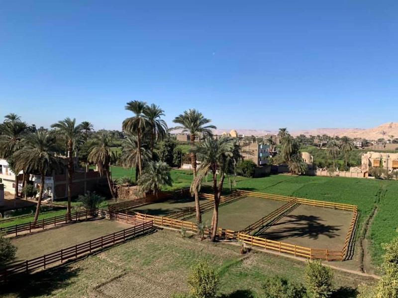 Cleopatra Hotel Luxor - Genel