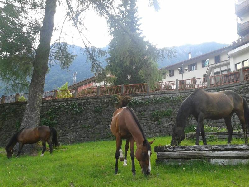 Bella Italia & Efa Village - Genel