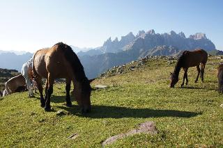 Hotel Stella Alpina fotoÄŸrafÄ±