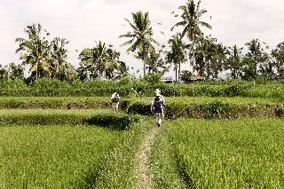 Hanging Gardens of Bali fotoÄŸrafÄ±