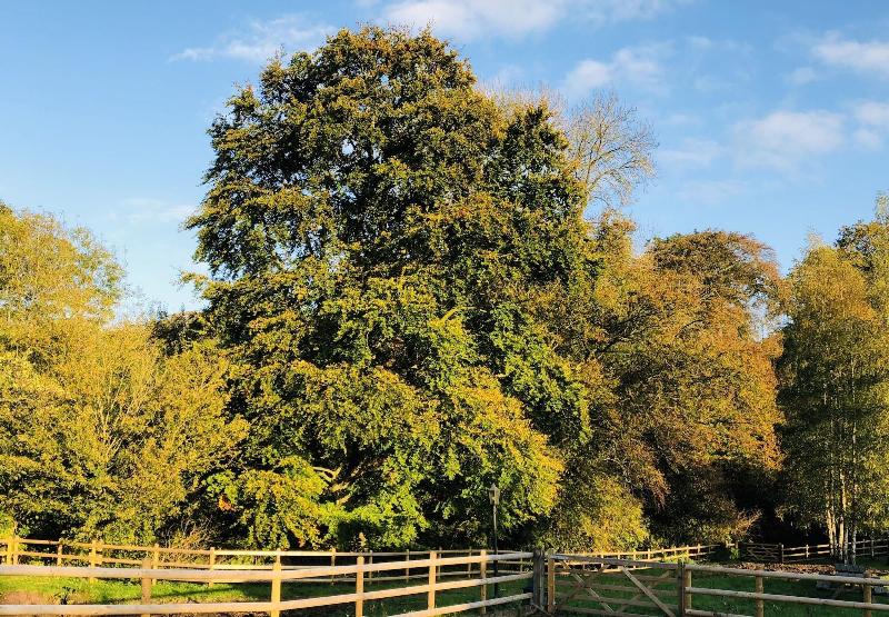 The Hopton Crown - Genel
