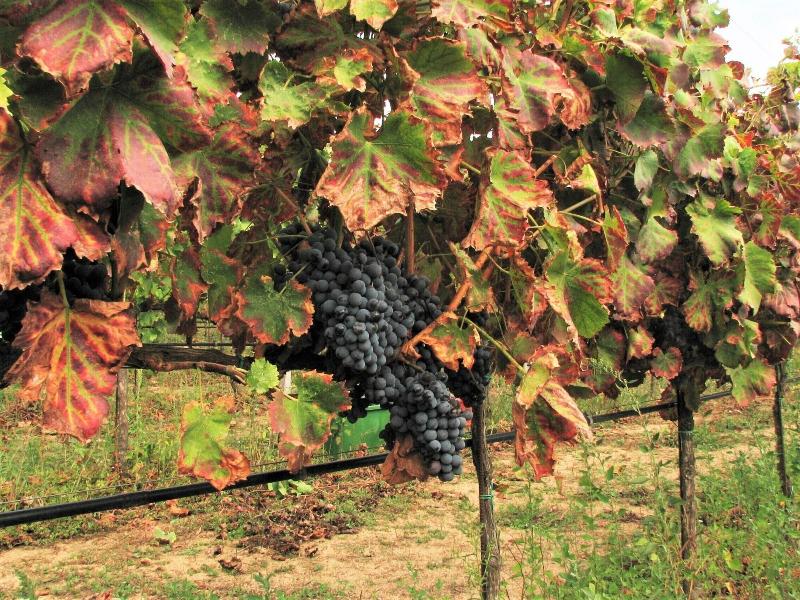 Agriturismo Lu Branu - Aktivite