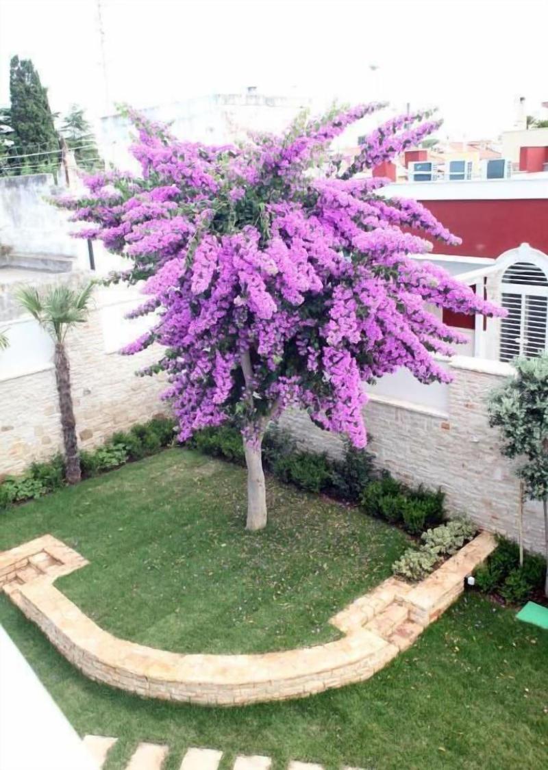 Villa Pina - Genel