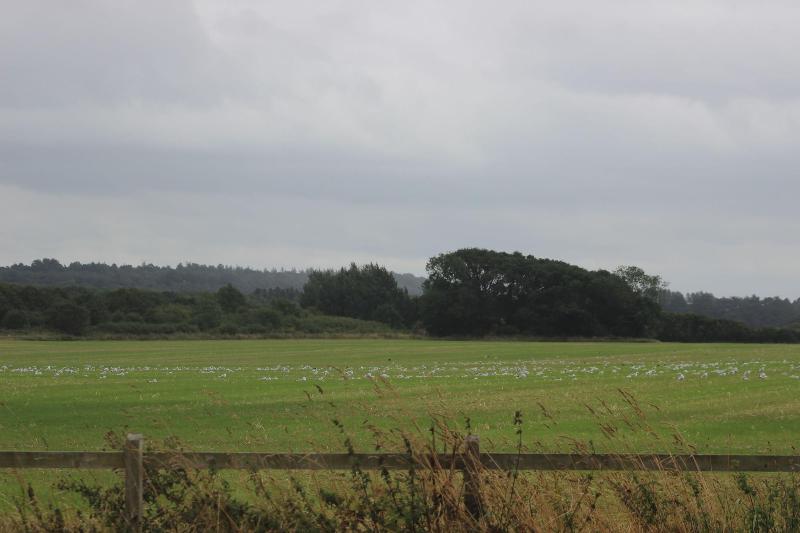 Norfolk Coast B&B Cottages and Camping - Oda