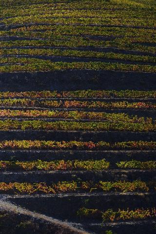 Quinta Da Gricha fotoÄŸrafÄ±