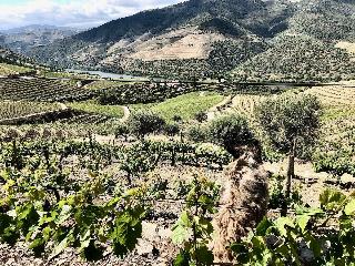 Quinta Da Gricha fotoÄŸrafÄ±