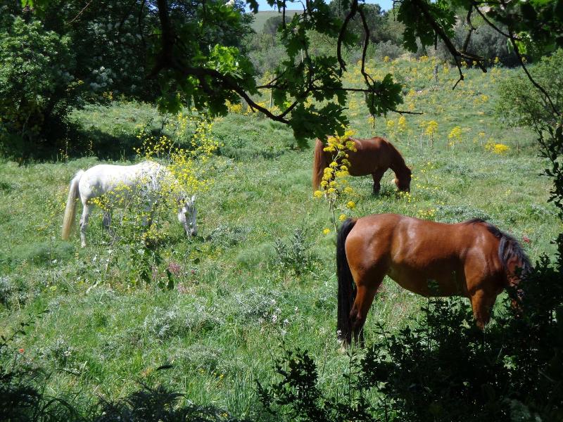 Agriturismo San Pietro - Aktivite