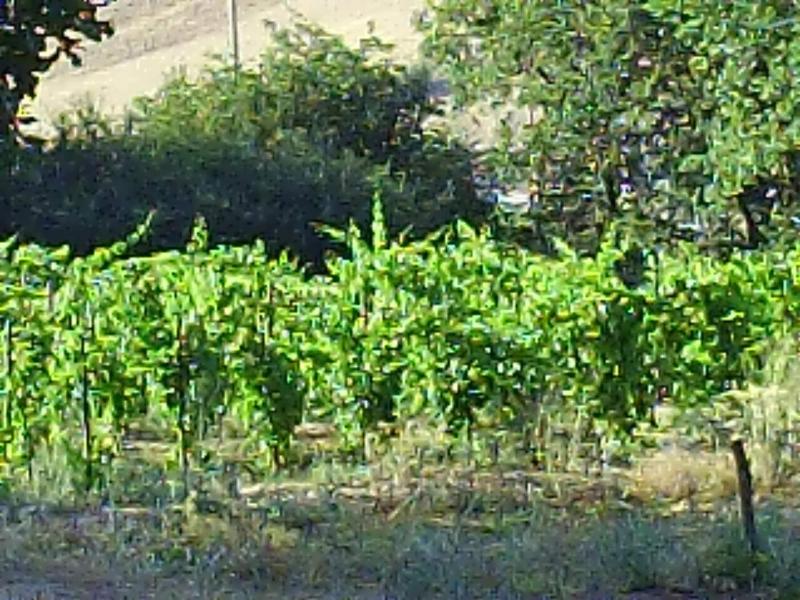 Agriturismo San Pietro - Genel